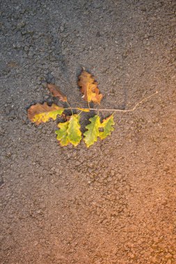 Bir sonbahar arka plan olarak kuru yaprak