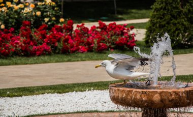 Martı vahşi deniz kuş görünümünde tek 