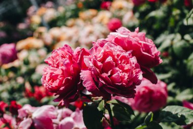 Bahçede güller çiçeklenme güzel demet