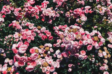 Bir bahar adam olarak güzel taze gül