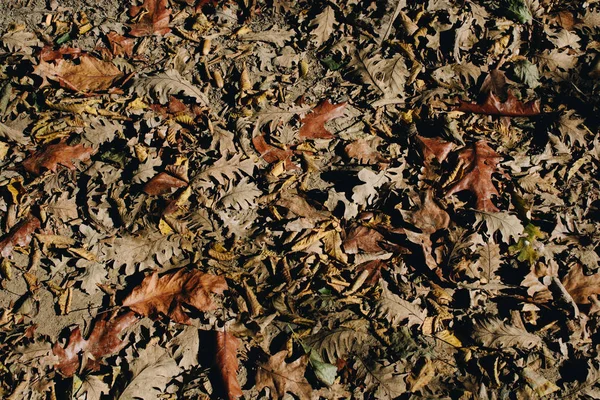 갈색 잎 텍스처와 배경 마른 나뭇잎 배경 텍스처 — 스톡 사진