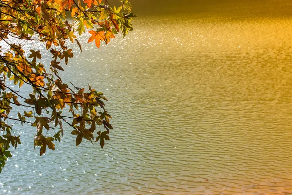 Folhas secas em galhos de árvores como fundo floral de outono — Fotografia de Stock