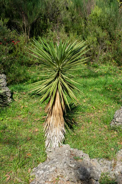 Unga gröna träd växer i naturen — Stockfoto