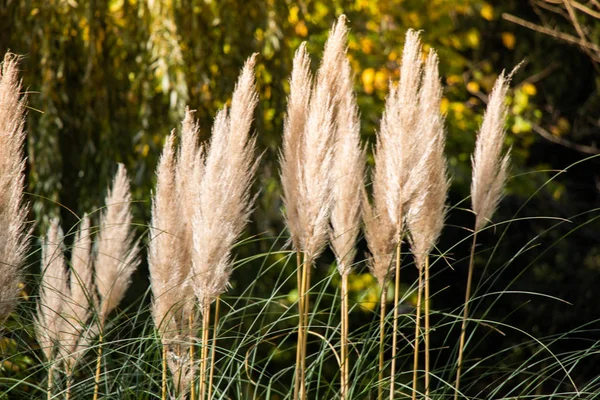 Cortaderia selloana, comúnmente conocida como hierba de pampas, en exhibición —  Fotos de Stock