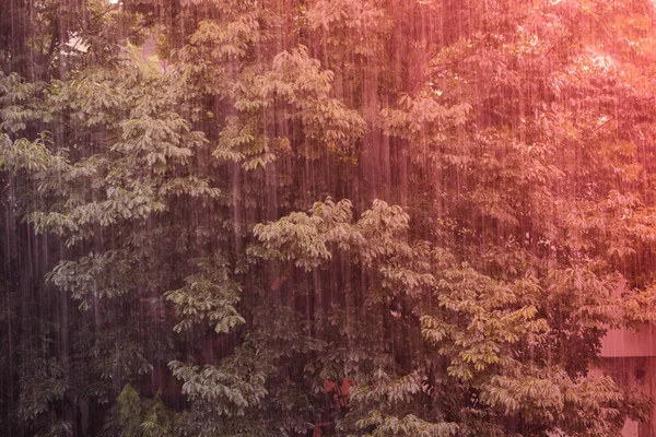 雨の間の大きな木のクローズアップ — ストック写真