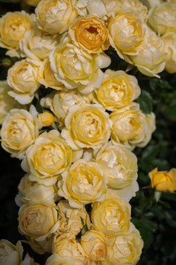 Bahçede güller çiçeklenme güzel demet