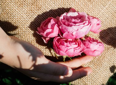 Tuval arka plan ile güzel gül