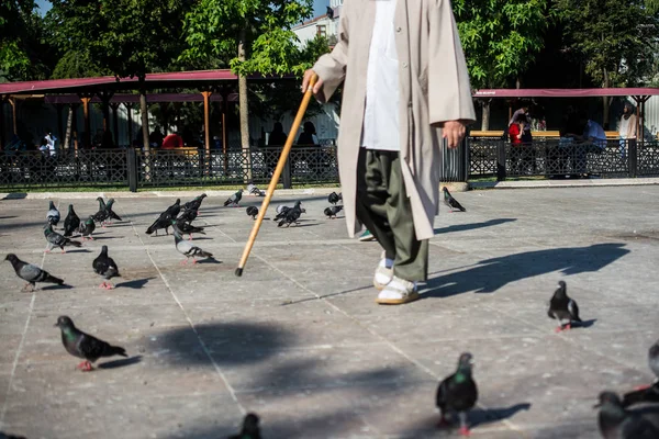 Old man with a stick  walks near the flocks of pigeons