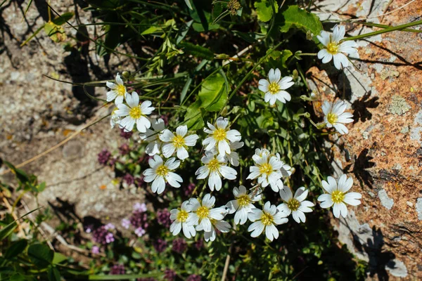 Kvetoucí krásné barevné kytice v zobrazení — Stock fotografie