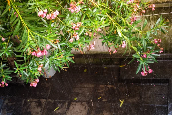 Un árbol con flores rosadas durante la lluvia — Foto de Stock