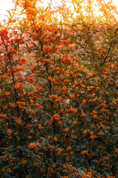 Fruto silvestre que se encuentra en el árbol en la naturaleza —  Fotos de Stock