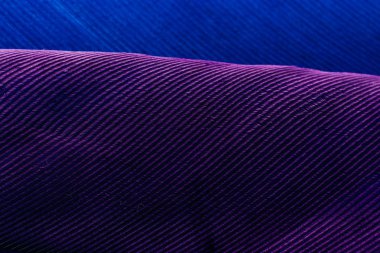  Stüdyo çekim makro fotoğraf kuş tüyleri renkli. 