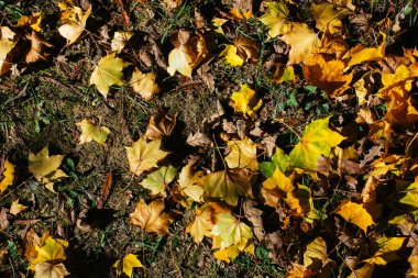 Kahverengi yaprak doku ve arka plan. Kuru yaprakları arka plan dokusu