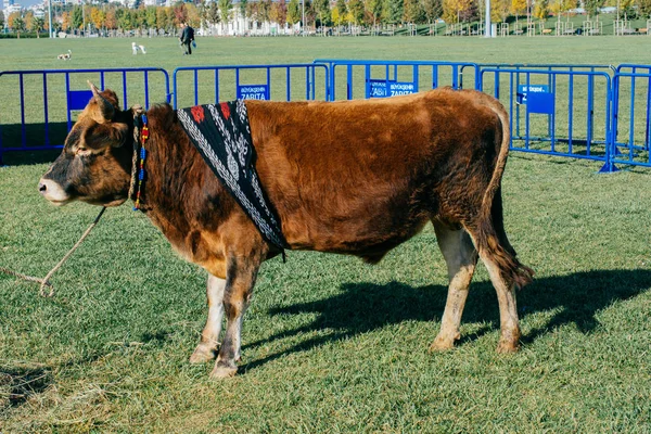 Brown bull with traditional Turkish fabric on it on green grass