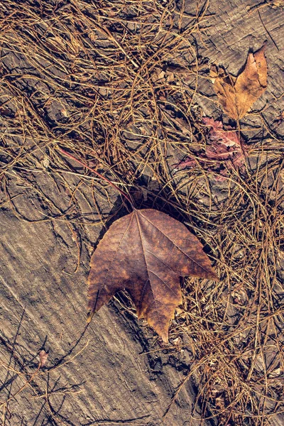 Foglia secca come sfondo autunnale — Foto Stock