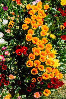 Çiçek arka plan olarak renkli Lale çiçek çiçeklenme