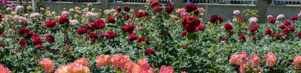 Rote und rosa Rosen in einem botanischen Park — Stockfoto