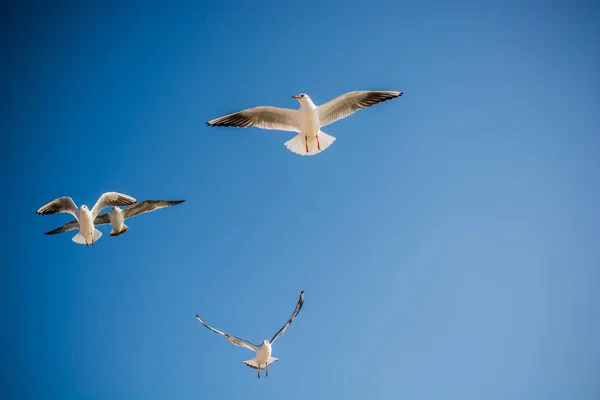 空を飛ぶカモメ背景 — ストック写真