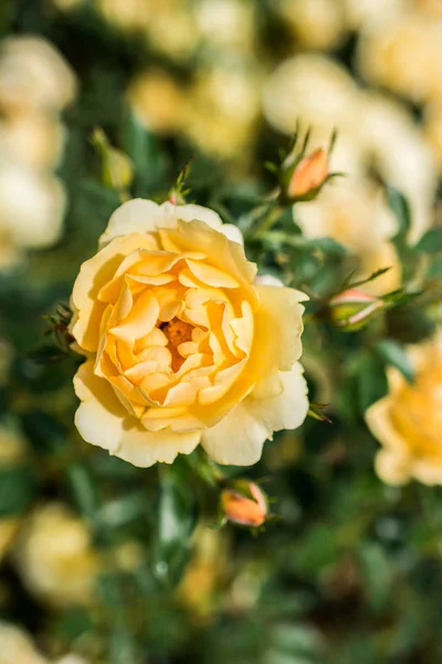 Floración hermosa rosa de colores en el fondo floral — Foto de Stock
