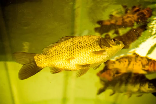 Bellissimi pesci in acquario — Foto Stock