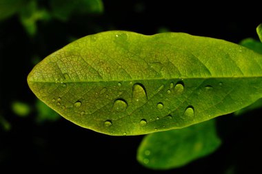 Güneşli bir günde yeşil yapraklar sergilenir
