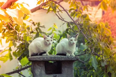 Görünümünde evcil hayvan olarak çok güzel kedi