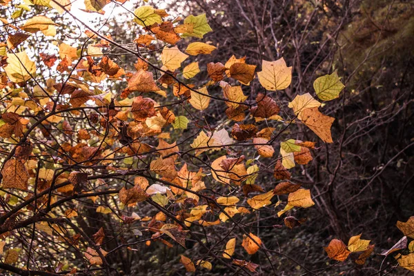 Trockene Blätter als herbstlicher floraler Hintergrund — Stockfoto