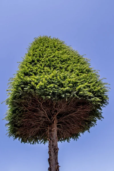 Árbol verde joven crece en la naturaleza — Foto de Stock