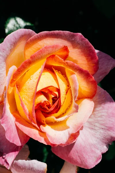 Rosa fresca colorida en vista cercana —  Fotos de Stock