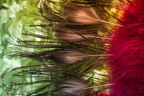 Collection of bright colored bird  feathers — Stock Photo, Image