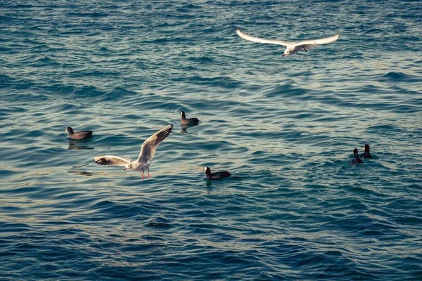 Weiße Möwen und schwarze Enten im schönen Meer zur Schau gestellt — Stockfoto