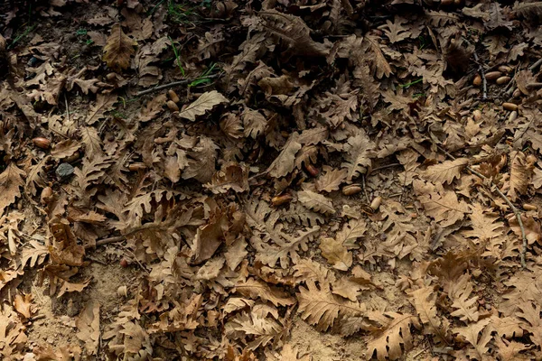 Texture et fond brun des feuilles. Feuilles sèches texture de fond — Photo