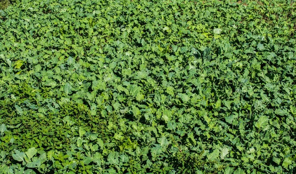 Culturas agrícolas germinadas no campo da Primavera — Fotografia de Stock