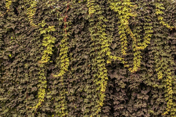 Zöld levelek lógnak a falon a kijelzőn — Stock Fotó