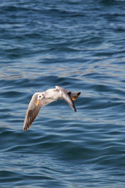 Gaivota única voando sobre as águas do mar — Fotografia de Stock