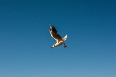 Gökyüzündeki tek martı uçan 