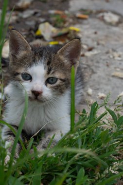 Görünümünde evcil hayvan olarak çok güzel kedi