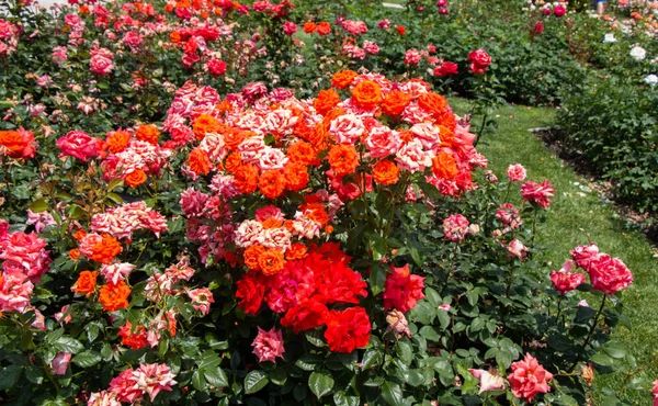 Piros, narancssárga és rózsaszín rózsák a botanikus parkban — Stock Fotó