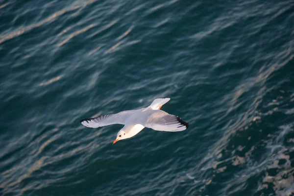 Gaivota única voando no céu em vista — Fotografia de Stock