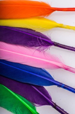  Stüdyo fotoğraf çekim kuş tüyleri renkli doku arka plan olarak 