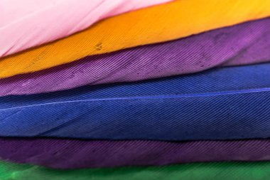  Stüdyo çekim makro fotoğraf kuş tüyleri renkli. 