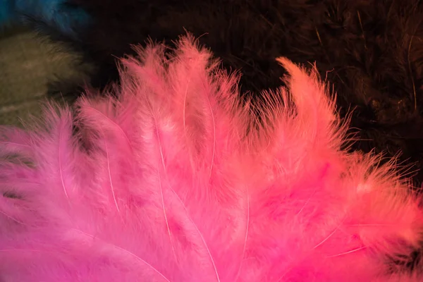 Collection of bright colored bird  feathers — Stock Photo, Image