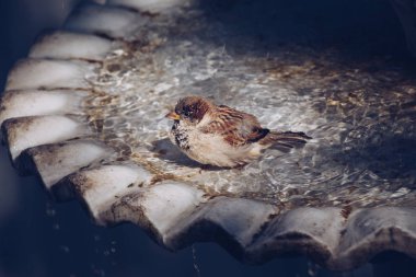  Doğa arka plan olarak şirin kuş