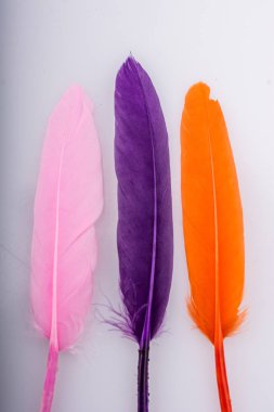  Stüdyo çekim makro fotoğraf kuş tüyleri renkli. 