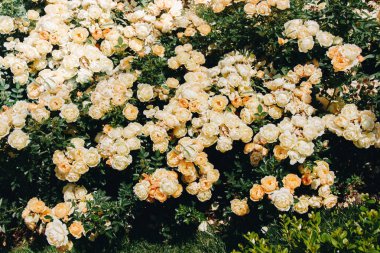 Bir bahar adam olarak güzel taze gül