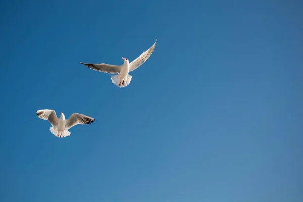 空を飛ぶカモメ背景 — ストック写真