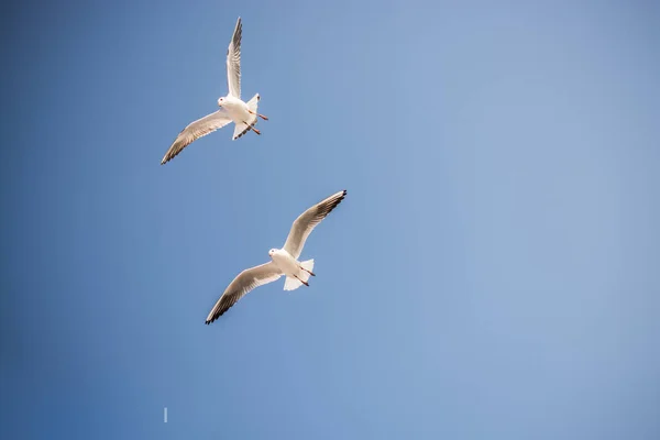 海の上を空を飛ぶカモメ — ストック写真