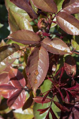 Görünümünde bir bahçede bir ağaç parçası