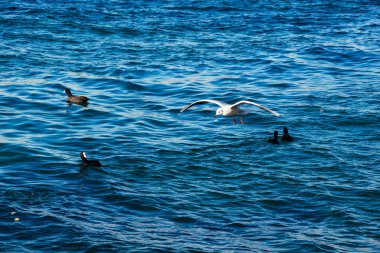 Güzel denizde beyaz martılar ve siyah ördekler sergileniyor.