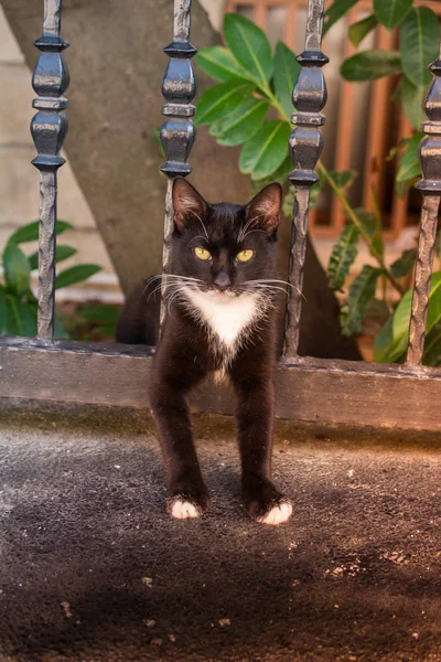 Precioso gato como animal doméstico en vista —  Fotos de Stock